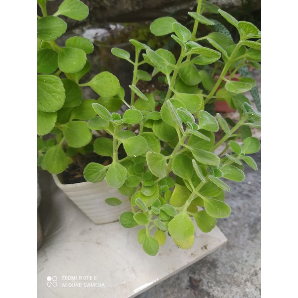 Sen đá nhất mạc hương