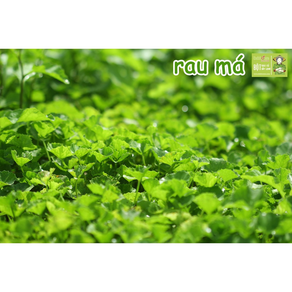 Bột rau má organic sấy lạnh Dalahouse nguyên chất 60gr mát gan giải độc, đạt tiêu chuẩn Châu Âu