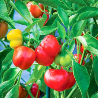 30 hạt giống ớt chuông