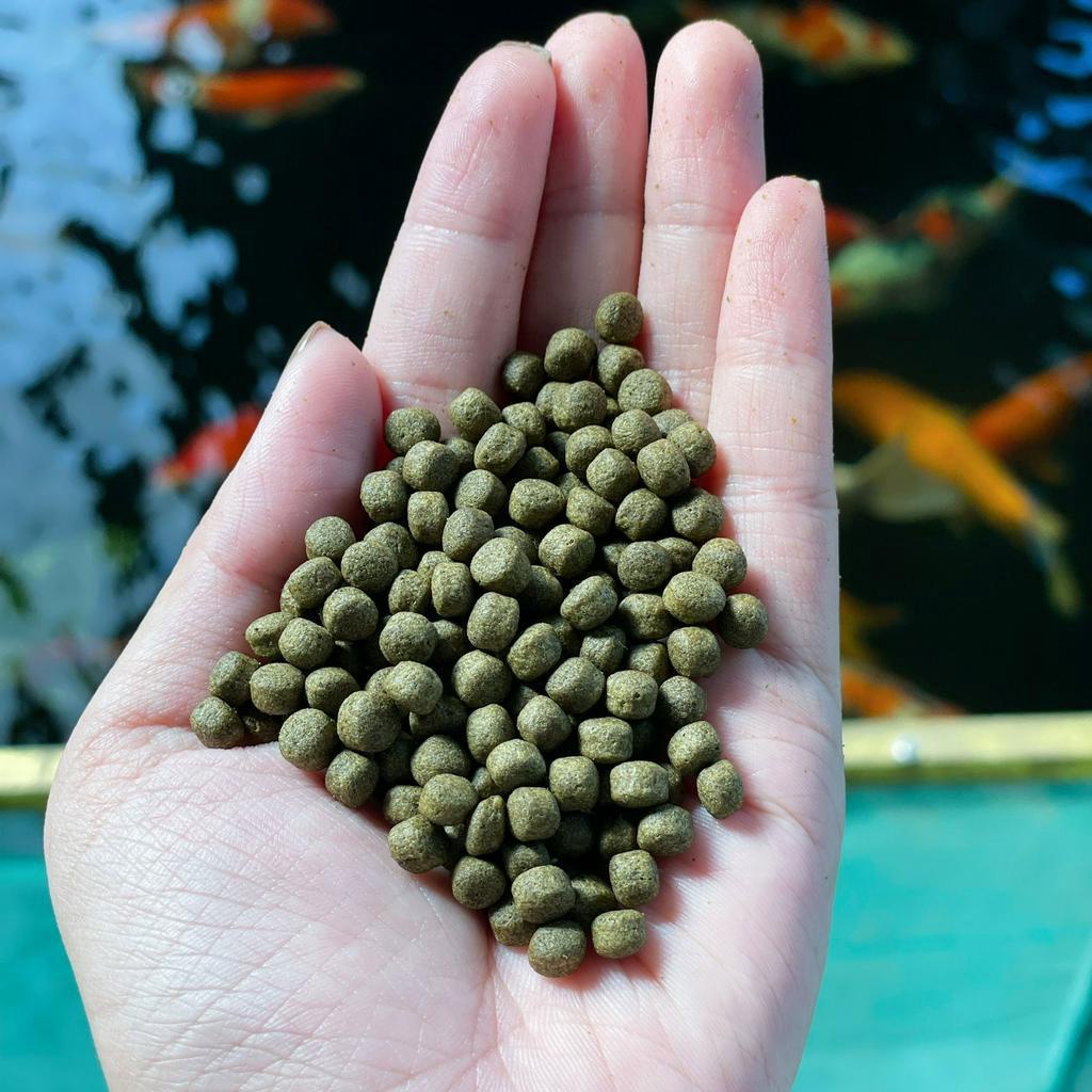 Cám cá Koi Bonuses đạm 38%, tăng màu, tăng body, không váng dầu