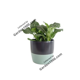 Cây cẩm nhung xanh - Cây văn phòng - Cây nội thất - Cây để bàn - Cây cảnh để bàn
