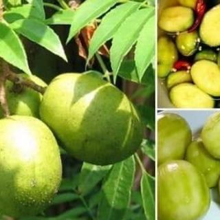 Cóc thái siêu quả