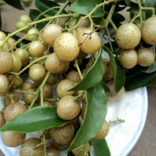 Gia vị - móc mật khô - 250g