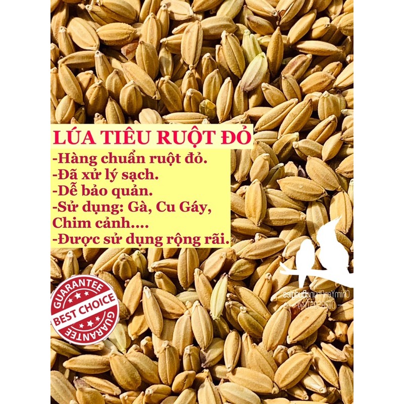 1kg LÚA TIÊU RUỘT ĐỎ - thức ăn: Chim cảnh, Gà kiểng, Cu gáy.