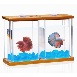 Bể cá mini để bàn bể cá Betta đôi