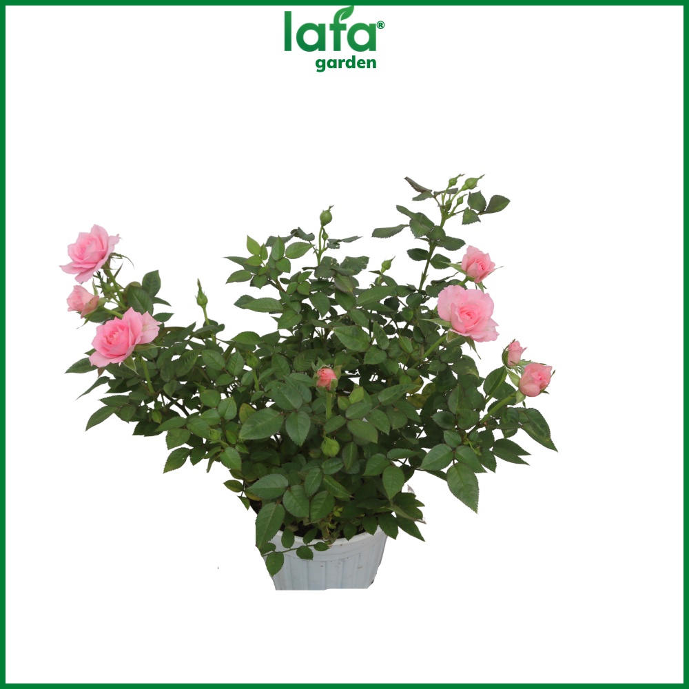 Hoa hồng siêu nụ màu hồng nhạt LAFA GARDEN - Quà tặng hoa kiểng