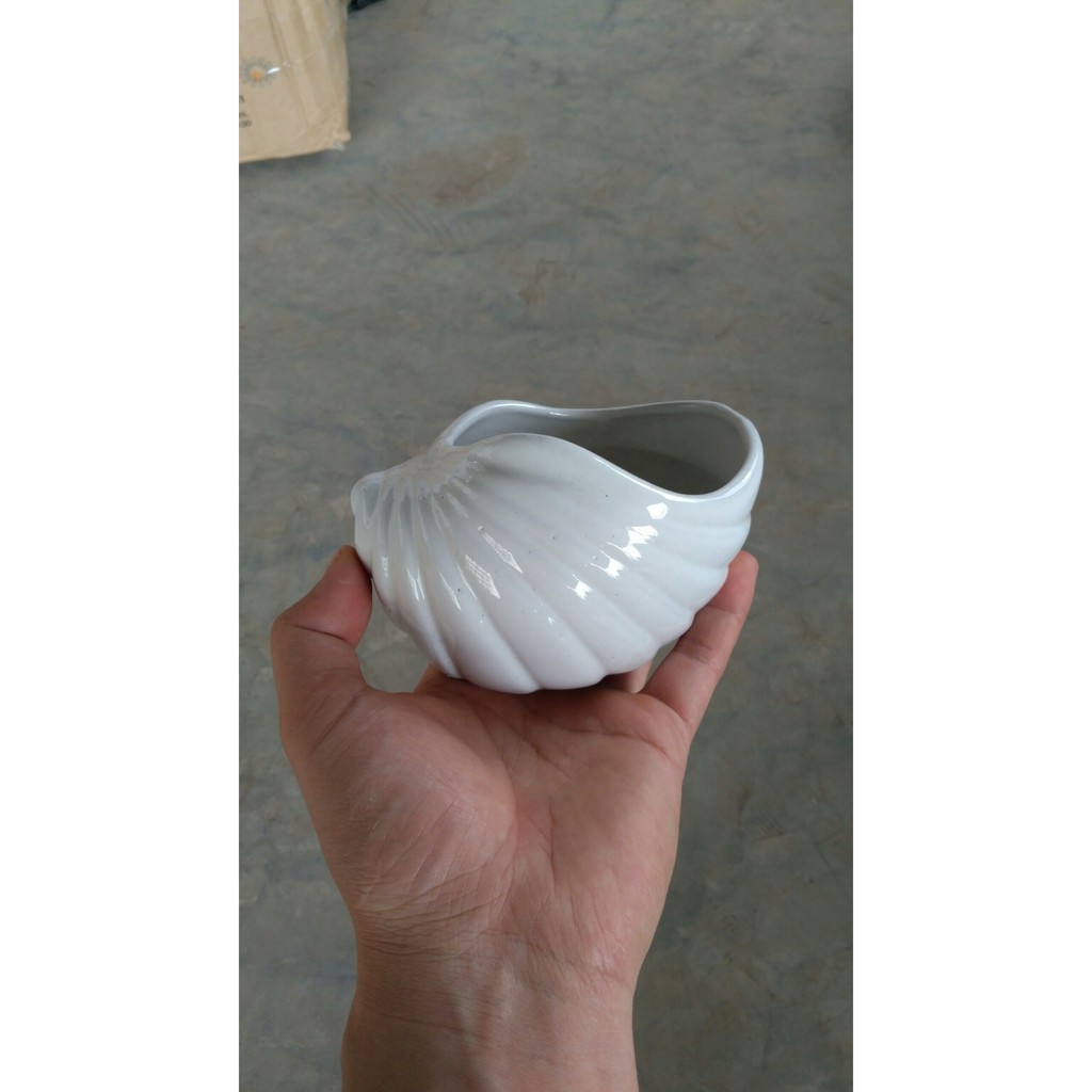 Chậu trồng cây: sứ ốc