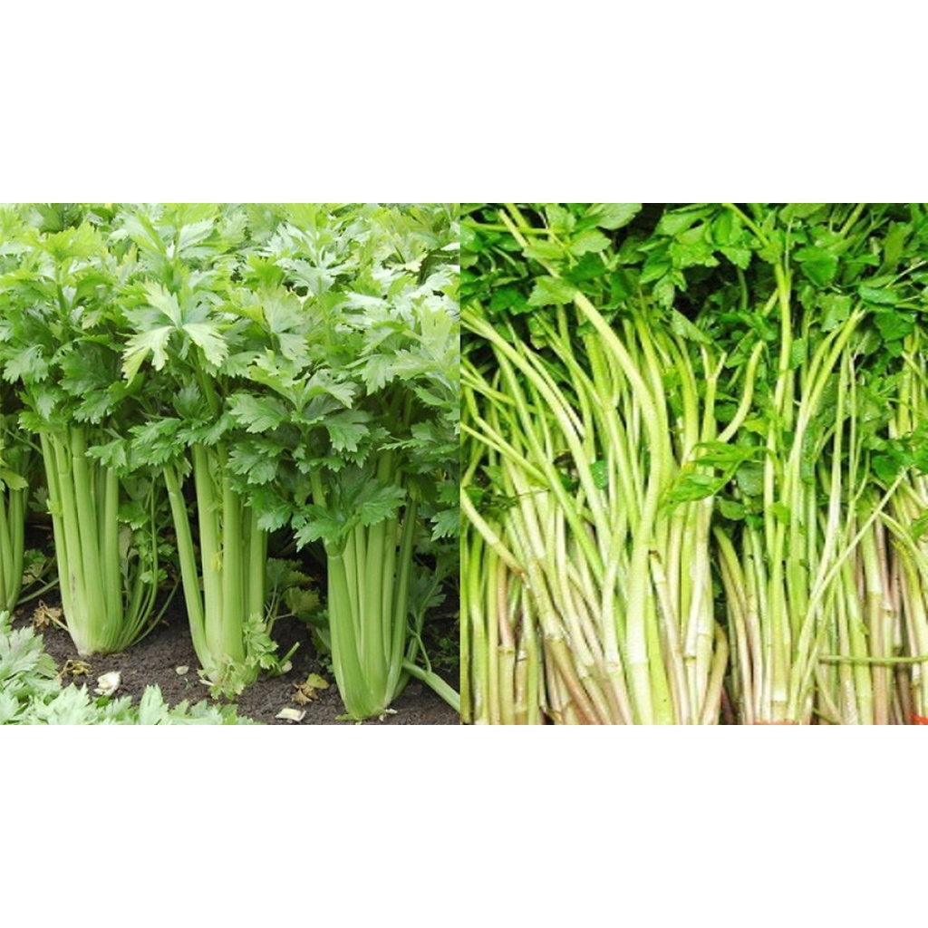 Deal 1K - 200 hạt giống cần tây -  tặng kèm Thuốc kích mầm + 5 hạt hướng dương lùn siêu bông)