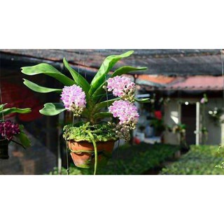 Combo 3 Chậu Lan Ngọc Điểm Thái - Hoa Tết 2025