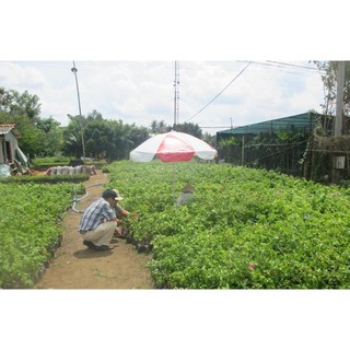 CÂY GIỐNG HOA GIẤY THÁI