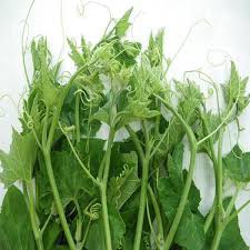 HẠT GIỐNG BÍ SIÊU NGỌN 20 HẠT