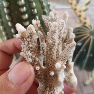 Combo 2 xương rồng sứ