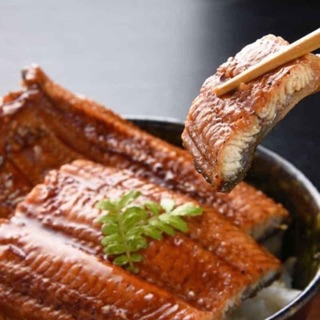 LƯƠN NHẬT sốt Teri