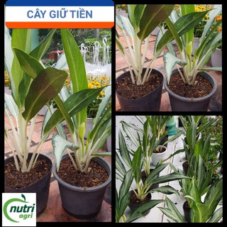 Cây Giữ Tiền