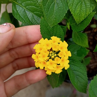 (Chỉ ship TP HCM) Chậu cây trâm ổi, cây ngũ sắc mix màu, lá thơm, ra hoa quanh năm - Summer Garden
