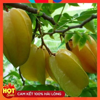 Cây Giống Khế Ngọt ( 3 Cây ) Cây Ghép Nhanh Có Quả