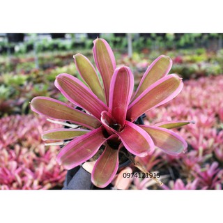 Combo Dứa màu + cây không khí