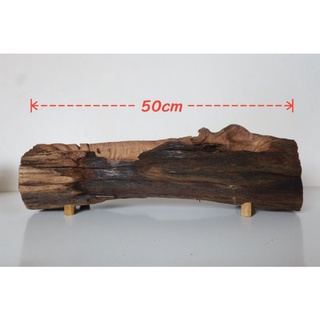 chậu gỗ lũa lõi cây siêu bền