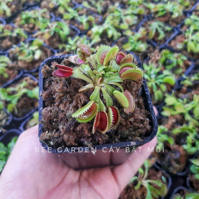 Cây bẫy kẹp, cây bắt mồi, cây bắt ruồi venus flytrap