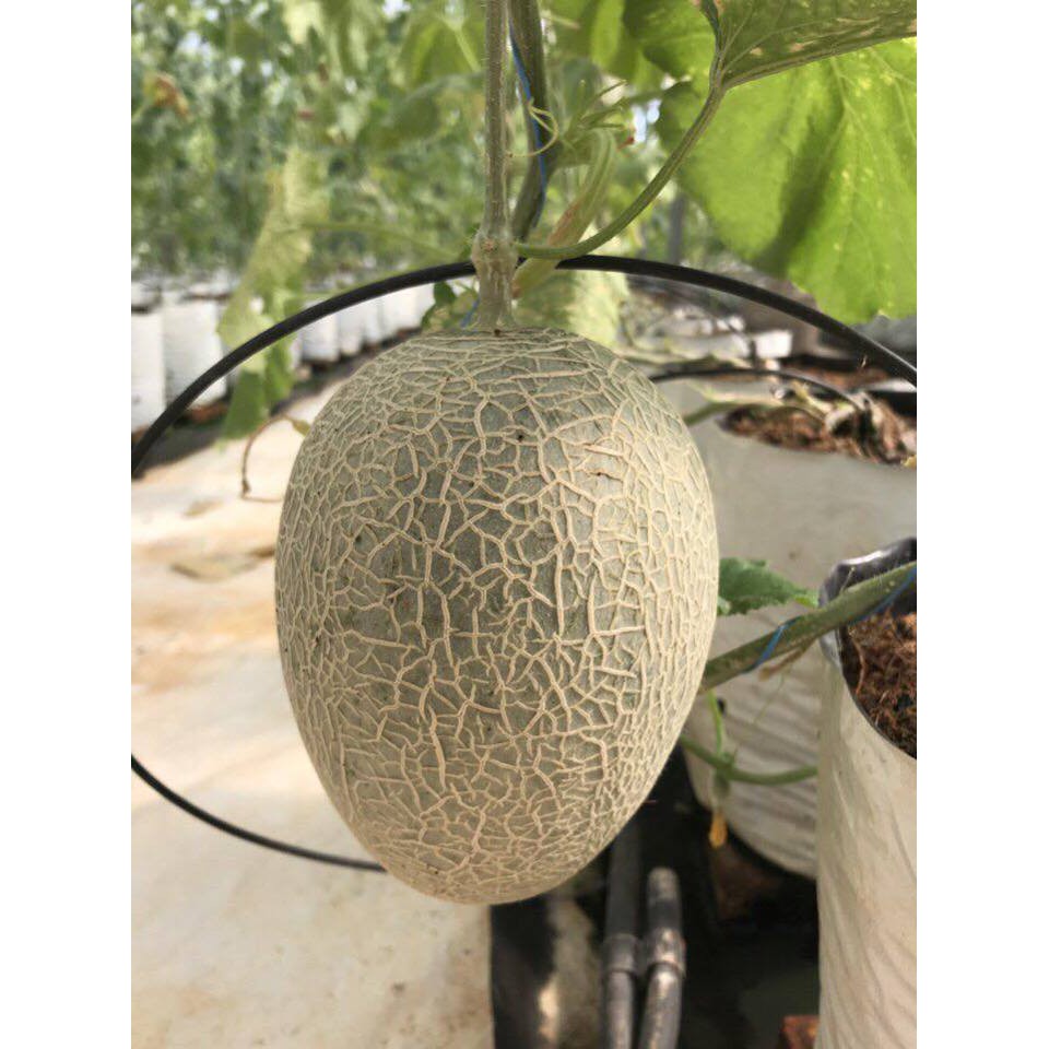 Hạt Giống Dưa Lưới Oval Xanh F1