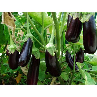 Hạt Giống Cà Tím