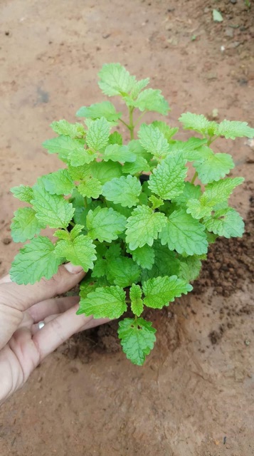 Cây Bạc hà chanh xả Lemon Balm