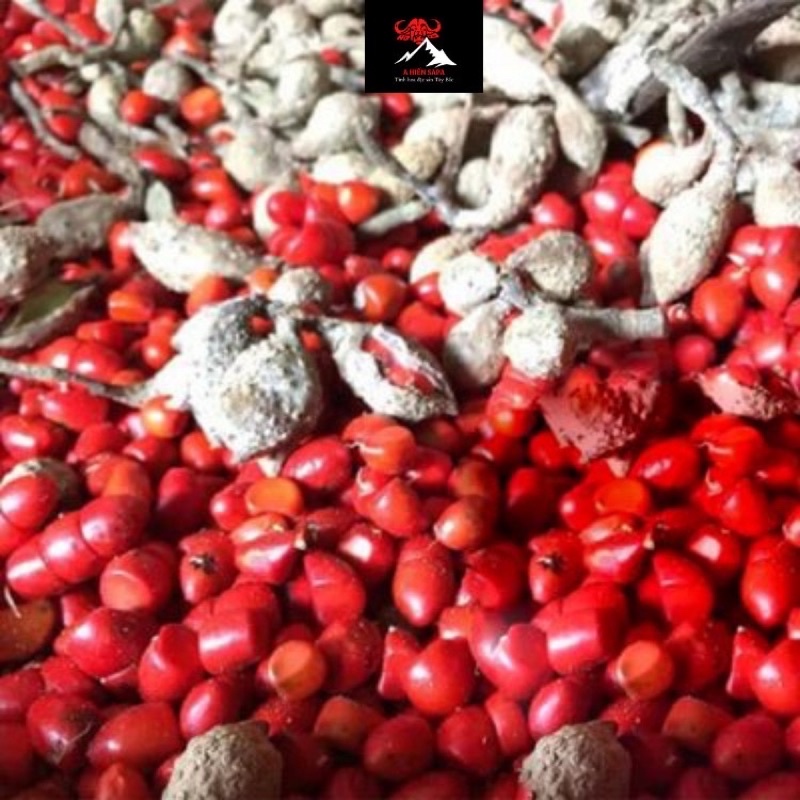 Hạt dổi nếp rừng Sapa loại 10 hạt thơm ngon, dùng ướp nướng gia vị.