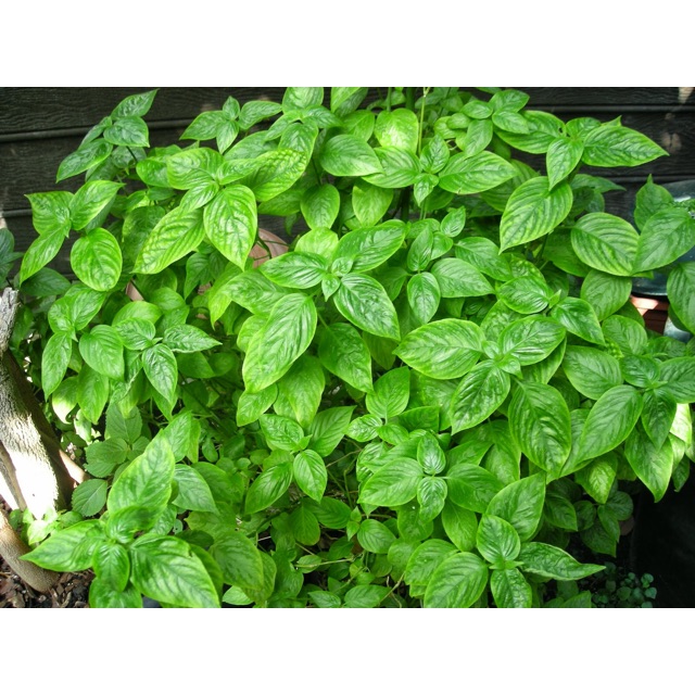 Lá cẩm tím tươi 100g