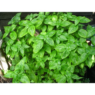 Lá cẩm tím tươi 100g