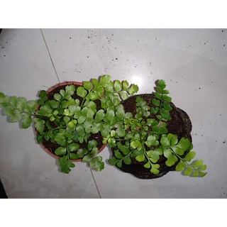 Cây dương xỉ hạt lựu