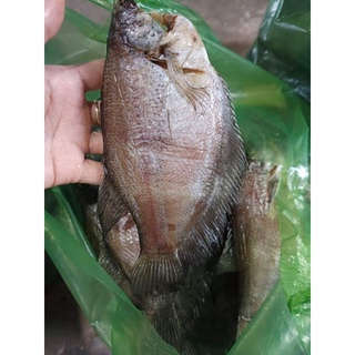 KHÔ SẶC BỔI