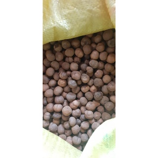 50 gram hạt giống cây giá tỵ