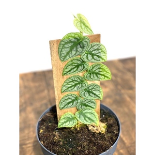 Monstera dubia