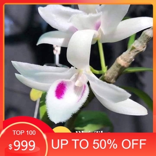 Phi điệp 5ct phú thọ - ho - bảo duy kie năm 2