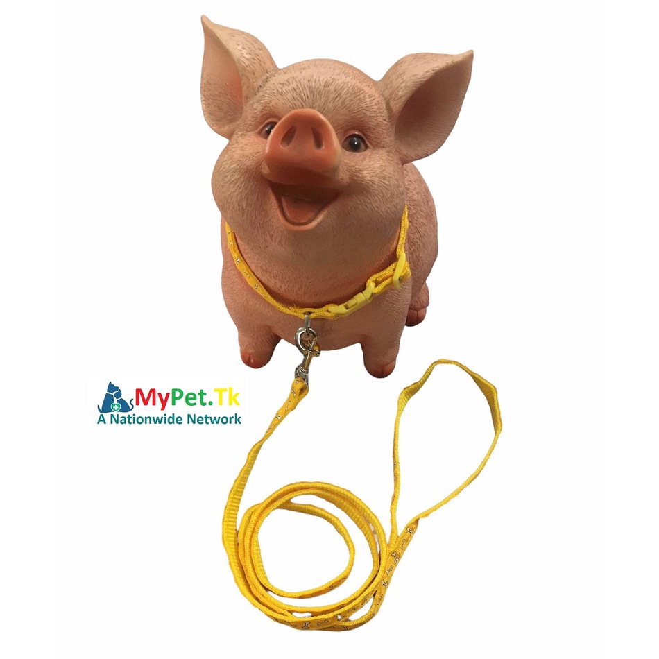 Combo Dây Dắt và Vòng Cổ Vải Dù Nhiều Màu Cho Chó Mèo Dưới 4Kg