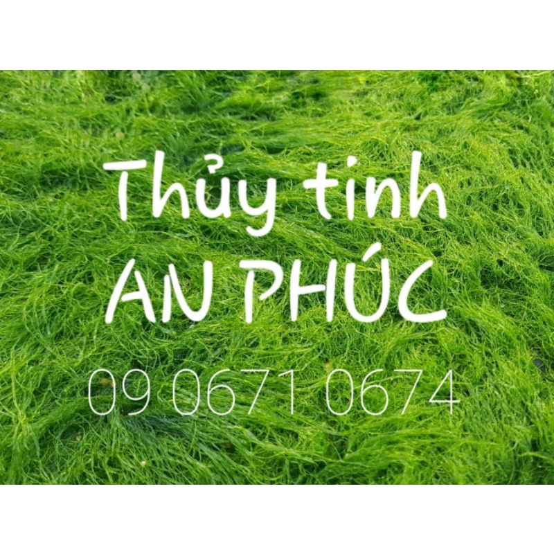 Hủ thủy tinh nắp gỗ cao cấp
