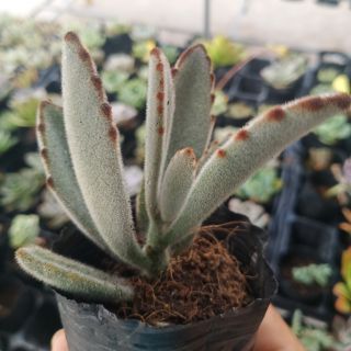 Sen đá nhung viền đen