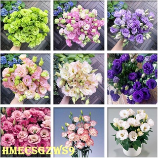 Hạt giống hoa cát tường cánh kép bốn mùa dễ trồng 50h