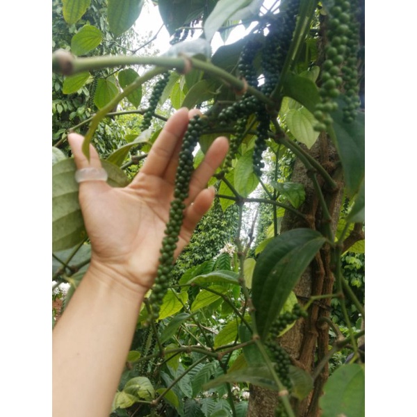 Hạt tiêu đen 200g Di Linh Lâm Đồng