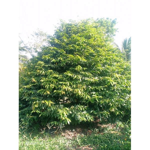 50g Phân Bón Phục Hồi Cây Mai ra rễ mạnh, đâm chồi nhiều,to nụ, to bông, gốc to, cây xanh dày lá tốt xum xuê gói 50g
