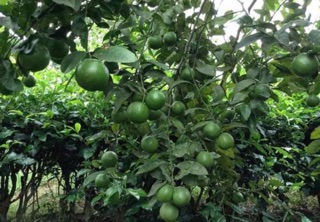 Cây giống chanh tứ quý