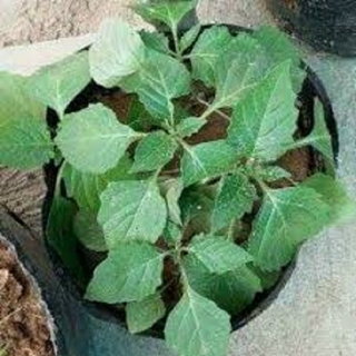 CÂY GIỐNG RAU TẦM BÓP