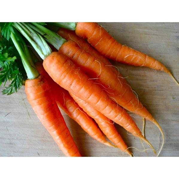 ⚡️ Cà rốt NEWTON⚡️ Hạt Cà Rốt Chịu Nhiệt F1 Siêu Dễ Trồng