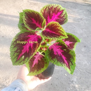 Cây lá gấm đỏ tím viền xanh nổi bật (tía tô cảnh/lá màu)