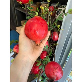CÂY GIỐNG LỰU ĐỎ LÙN ẤN ĐỘ