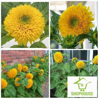 shophouse Gói 30 hạt hoa hướng dương xù  SHOP HOUSE  TẾT KHUYẾN MẠI