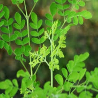 Hạt giống chùm ngây rado 03- 2gam