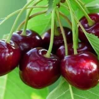 Hạt giống cherry mỹ ( cherry  anh đào)