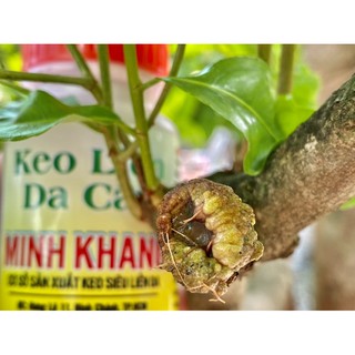 Keo Siêu Liền Da Minh khang