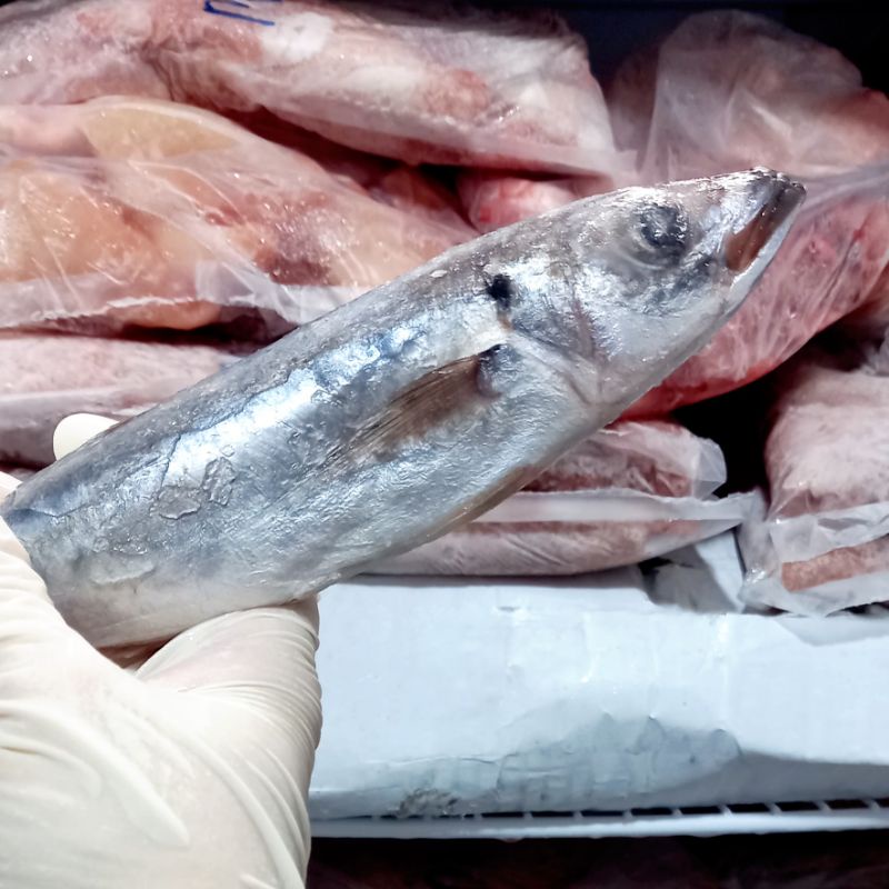 1Kg Cá nục làm sạch nhỏ không đầu / Cá biển tươi ngon - Thức ăn tươi cho chó mèo - Joyful Day - SHIP HỎA TỐC